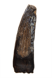 Suchomimus Tooth - 1.03 Inch