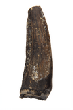 Suchomimus Tooth - 1.03 Inch