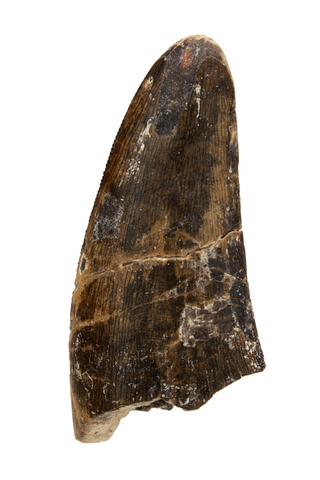 Eocarcharia tooth - 1.74 Inch
