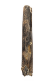 Nigersaurus Tooth - 1.65 Inch
