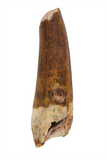 Suchomimus Tooth (serrated) - 1.64 Inch
