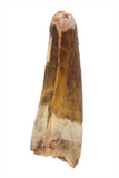 Suchomimus Tooth (serrated) - 1.64 Inch