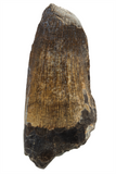 Suchomimus Tooth - 1.94 Inch