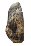 Suchomimus Tooth - 1.94 Inch