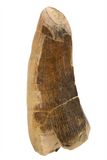 Suchomimus Tooth - 1.92 Inch