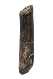 Nigersaurus Tooth - 1.44 Inch
