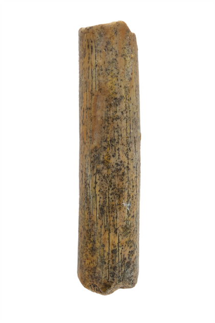 Nigersaurus Tooth - 1.27 Inch