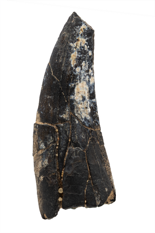 Suchomimus Tooth - 1.49 Inch