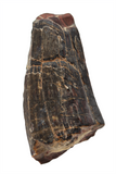 Suchomimus Tooth - 1.46 Inch