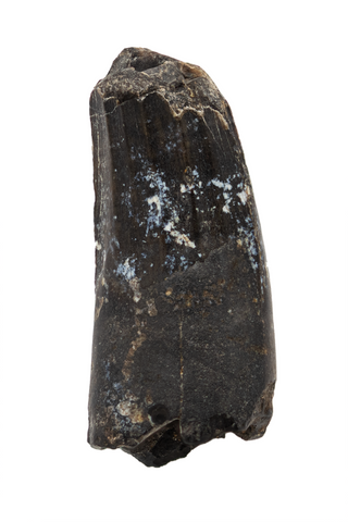 Suchomimus Tooth - 0.88 Inch