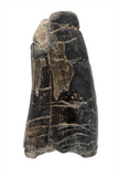 Suchomimus Tooth - 1.01 Inch