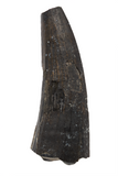 Suchomimus Tooth - 1.30 Inch