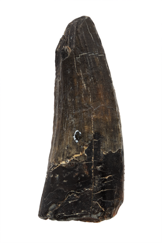 Suchomimus Tooth - 1.16 Inch