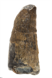 Suchomimus Tooth - 1.29 Inch