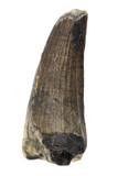 Suchomimus Tooth - 1.65 Inch