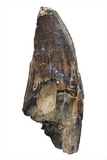 Suchomimus Tooth - 1.56 Inch