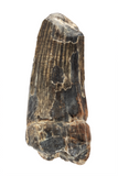 Suchomimus Tooth - 1.13 Inch