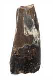 Suchomimus Tooth - 1.54 Inch