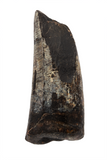 Suchomimus Tooth - 1.26 Inch