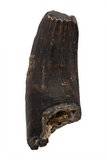 Suchomimus Tooth (serrated) - 1.27 Inch