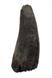 Suchomimus Tooth (serrated) - 1.42 Inch