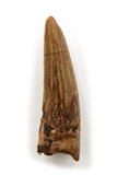 Suchomimus Tooth - 1.06 Inch
