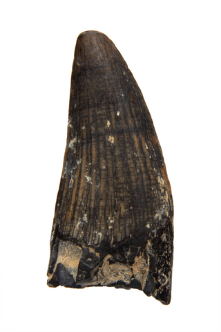 Suchomimus Tooth - 1.00 Inch