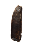 Suchomimus Tooth - 0.74 Inch