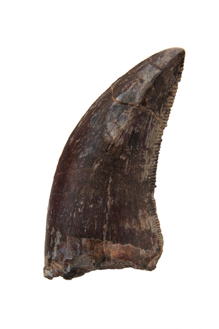 Megalosauridae tooth - 1.44 Inch