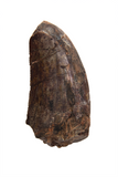 Megalosauridae tooth - 1.26 Inch
