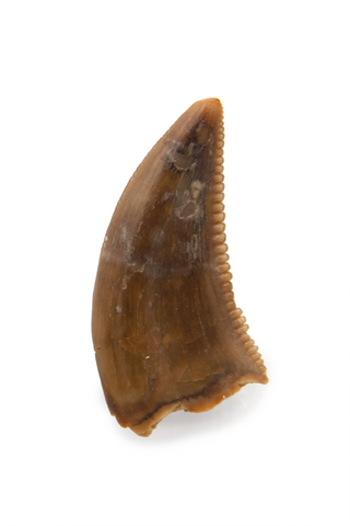 Dromaeosauridae Tooth - 0.31 Inch