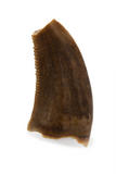 Dromaeosauridae Tooth - 0.37 Inch