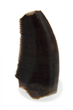 Saurornitholestes langstoni Tooth - 0.45 Inch