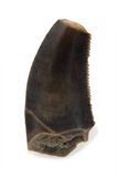 Saurornitholestes langstoni Tooth - 0.45 Inch