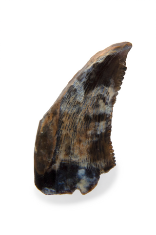 Dromaeosauridae Tooth - 0.30 Inch