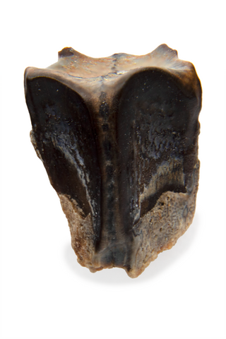 Hadrosaur Tooth - 0.34 Inch