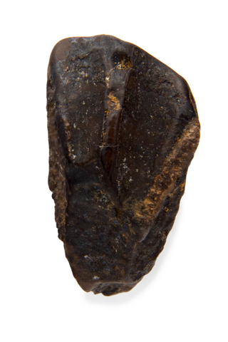 Hadrosaur Tooth - 0.41 Inch