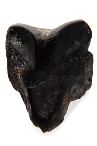 Hadrosaur Tooth - 0.40 Inch