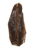 Hadrosaur Tooth - 0.87 inch