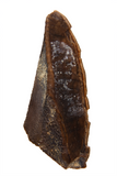 Hadrosaur Tooth - 0.87 inch