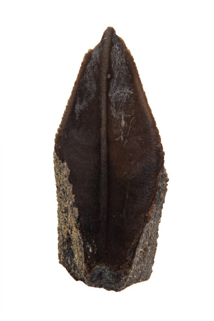 Hadrosaur Tooth - 0.68 inch