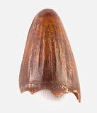 Elosuchus Cherifiensis tooth - 0.83 inches