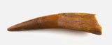 Ornithocheiridae (Pterosaur) tooth - 0.97 Inches