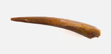 Ornithocheiridae (Pterosaur) tooth - 0.97 Inches