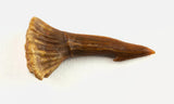 Onchopristis Numidus - Rostral barb 0.72 Inch