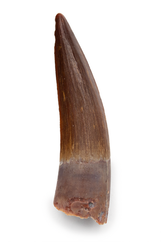 Spinosauridae tooth - 1.88 inch