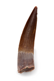 Spinosauridae tooth - 1.88 inch