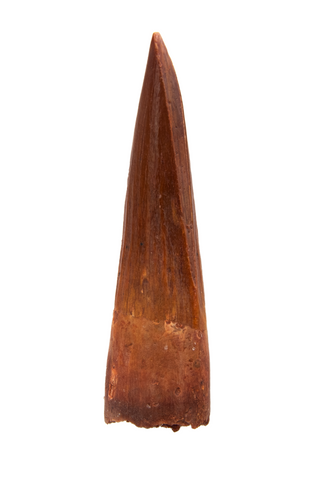 Spinosauridae tooth - 1.21 inch