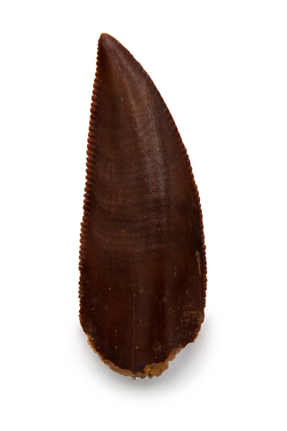 Abelisauridae tooth - 0.92 Inches