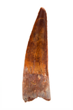 Spinosauridae tooth - 1.58 inch